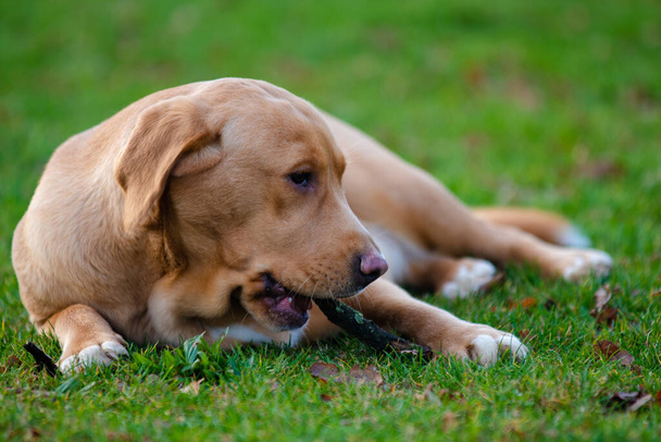 Piękny brązowy lub imbir labrador samica pies na zewnątrz. - Zdjęcie, obraz