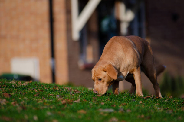 Ravissant chien femelle labrador brun ou gingembre photographié à l'extérieur. - Photo, image