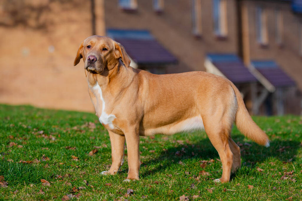 Adorável marrom ou gengibre labrador fêmea cão retratado ao ar livre. - Foto, Imagem