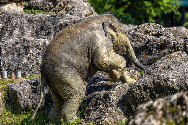 Азиатский слон Elephas maximus, также известный как азиатский слон, является единственным живым видом рода Elephas и распространяется на Индийском субконтиненте и Юго-Восточной Азии. - Фото, изображение