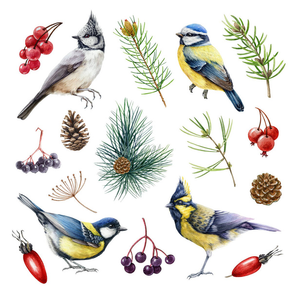 Chickadee birds forest elements watercolor set. Hand drawn blue, crested, himalayan tit small birds, pine branch, berries, cone natural collection. Forest and backyard cute avians watercolor set - Fotoğraf, Görsel