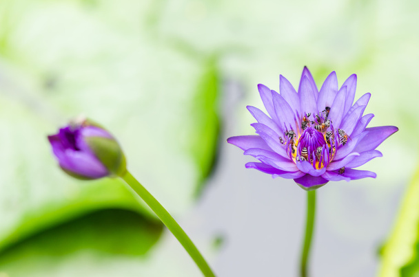 Lotus or Water lily flower - Foto, Bild