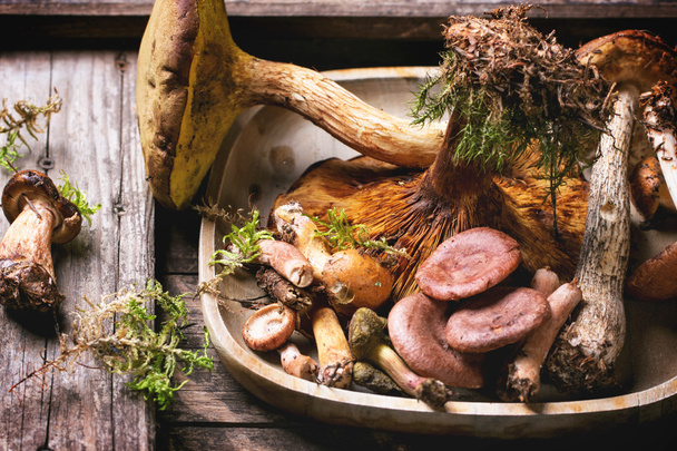 Mix of forest mushrooms - Fotoğraf, Görsel