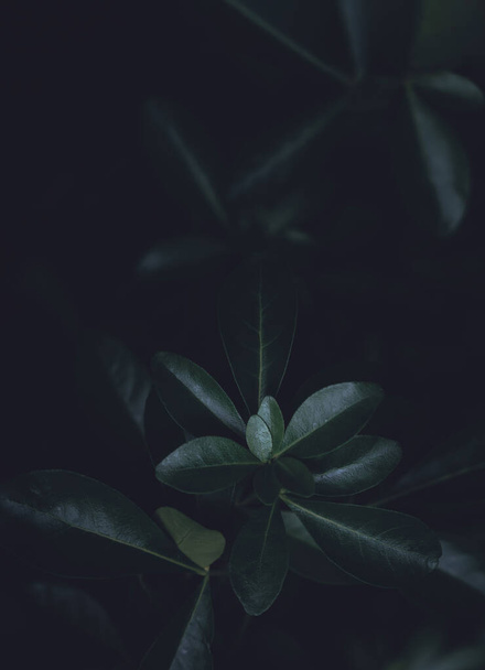 Folhas de vista superior com luz escura à noite, flat lay de planta verde com espaço de cópia sombra profunda para texto ou mensagens, pano de fundo do conceito de natureza bonita para fundo de verão ou primavera - Foto, Imagem