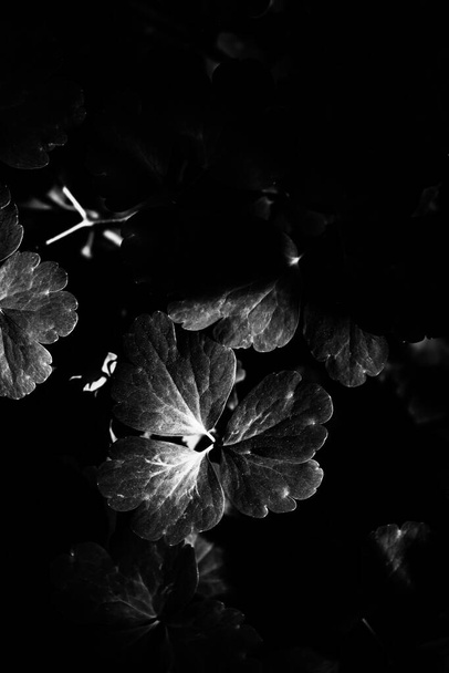beautiful and simple black and white background of plants and flowers - Photo, Image