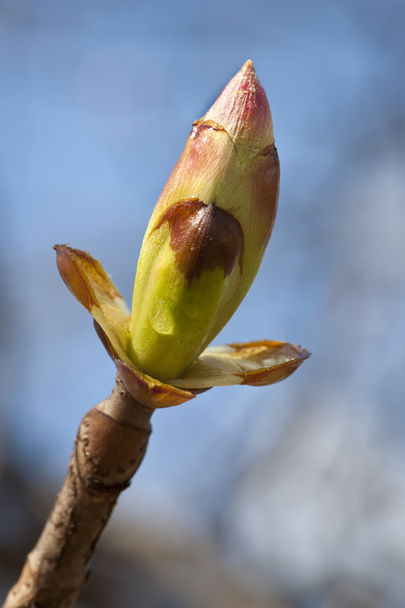 Fresh spring bud - Photo, Image