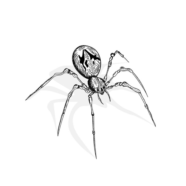 Beyaz arkaplandaki örümcek - Vektör, Görsel