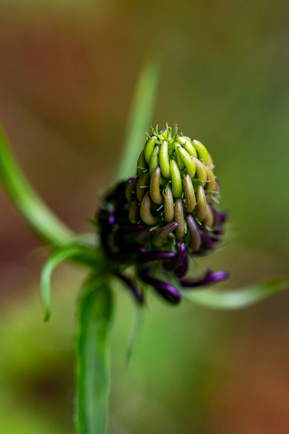 Phyteuma ovatum flor en las montañas, de cerca - Foto, imagen