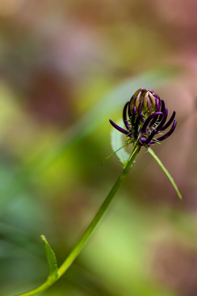 Phyteuma ovatum flor que crece en las montañas - Foto, Imagen