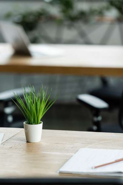 zelená květináč rostlina na stole v kanceláři na rozmazaném pozadí - Fotografie, Obrázek