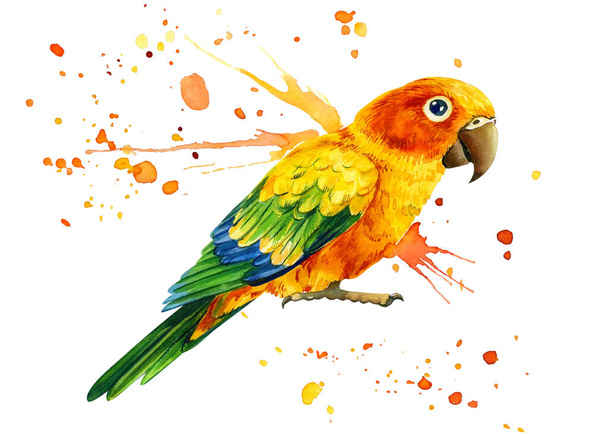 Oiseau perroquet et éclaboussures de peinture sur un fond blanc isolé, illustration aquarelle, dessin à la main - Photo, image