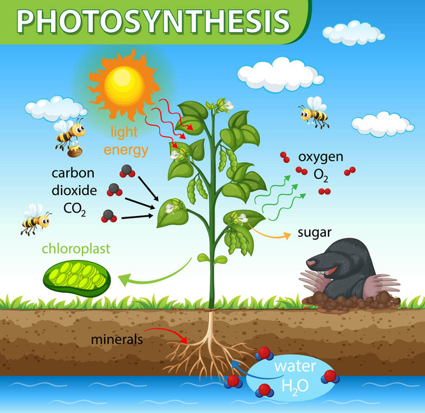 Diagrama que muestra el proceso de fotosíntesis en la ilustración de plantas - Vector, imagen