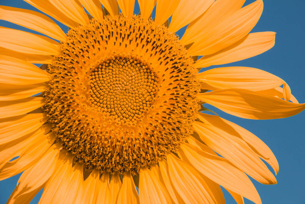Sunflower with yellow petals blooming in the sun. - Photo, image