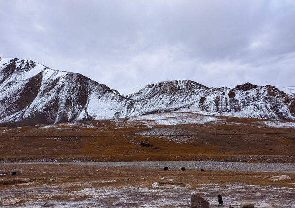 Havas hegyek a Khunjerab hágón, és néhány vad jak eszik a Down-hegységben. - Fotó, kép
