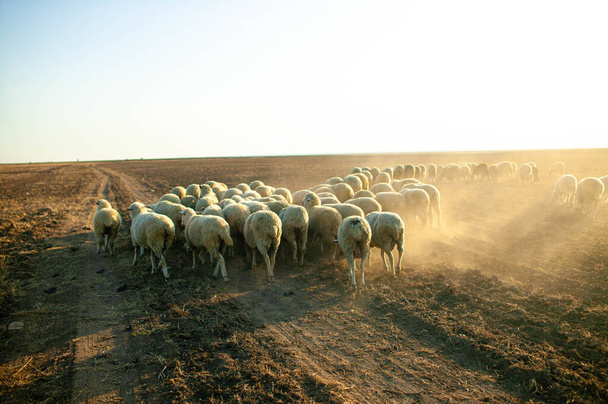 Закат над полем с овцами в сельской местности. - Фото, изображение