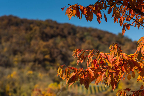πολύχρωμα φύλλα από ένα δέντρο στον ήλιο, ενώ περπατάτε το φθινόπωρο - Φωτογραφία, εικόνα