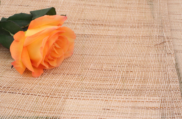Koraal gekleurde roos op Bamboe achtergrond met ruimte voor tekst - Foto, afbeelding