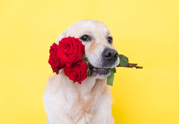 Koiralla on ruusukimppu suussaan. Kultainen noutaja istuu keltaisella taustalla kukkien kanssa. Postikortti syntymäpäivä, häät, Ystävänpäivä, 8 maaliskuu. - Valokuva, kuva