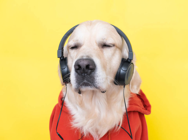Auf gelbem Hintergrund sitzt ein süßer Hund mit Kopfhörern und einem roten Sweatshirt mit Kapuze. Golden Retriever hört Musik. Banner mit Hund. - Foto, Bild