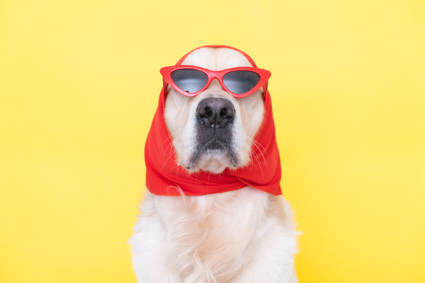 Perro de moda con gafas divertidas y una bufanda se sienta sobre un fondo amarillo. Golden Retriever vestido para un artículo elegante. - Foto, Imagen