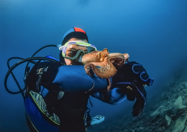 kleine octopus en duiker in de Adriatische Zee - Foto, afbeelding