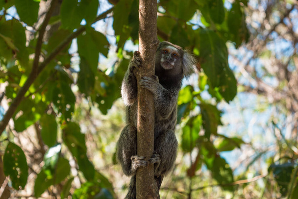 View of a sagui monkey in a forest at Leme neighborhood - Rio de Janeiro, Brazil - Photo, Image