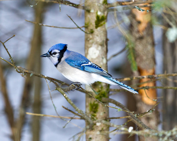 Blue Jay bird close-up, perched on a branch with a blur forest background in the forest environment and habitat surrounding displaying blue feather plumage wings. Picture. Portrait. - 写真・画像