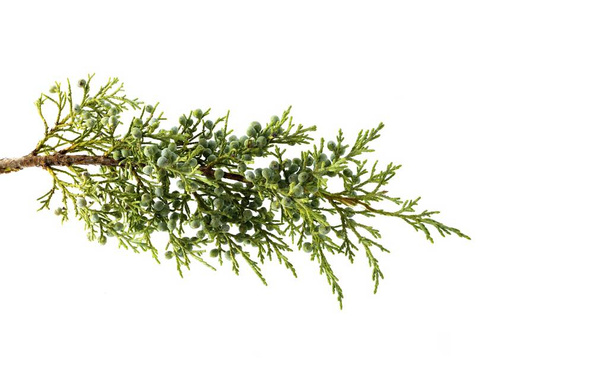 Juniperus thurifera plant, common name Spanish juniper, incense juniper, studio shot, white background - Photo, Image