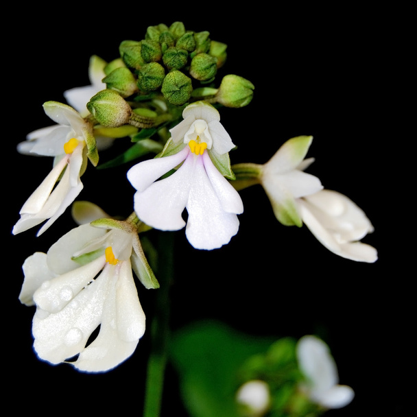 Calanthe alismifolia - Photo, Image