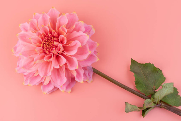 Розовая, желтая и белая свежая макрофотография цветка далии. Изображение в цвете подчеркивая свет различных цветов и желтый белый выделения.  - Фото, изображение