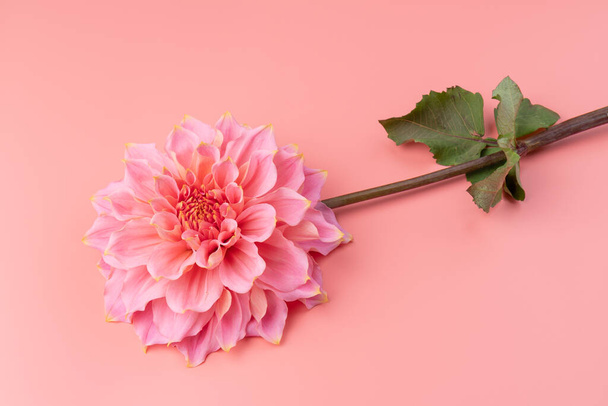 Rosa, gelb und weiß frische Dahlienblüten Makrofoto. Bild in Farbe unterstreicht das Licht verschiedene Farben und gelbe weiße Akzente.  - Foto, Bild