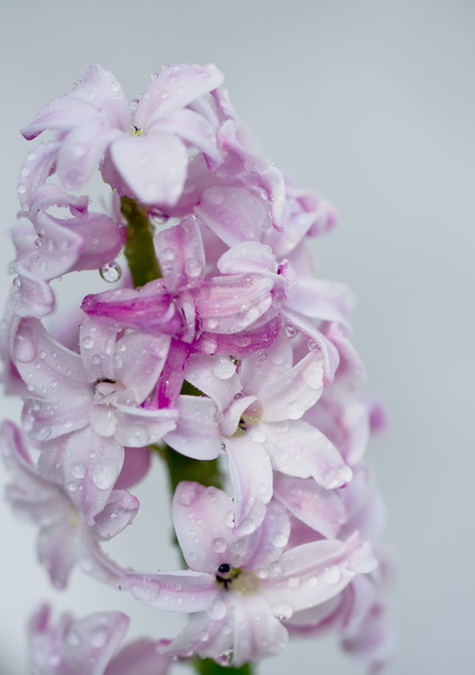 Pink hyacinth - Φωτογραφία, εικόνα
