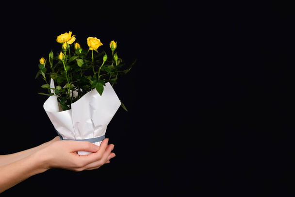 Handen met een kleine struik van gele rozen in een pot geïsoleerd op zwarte achtergrond. Trendy banner voor Valentijnsdag, Internationale Vrouwendag of Moederdag - Foto, afbeelding