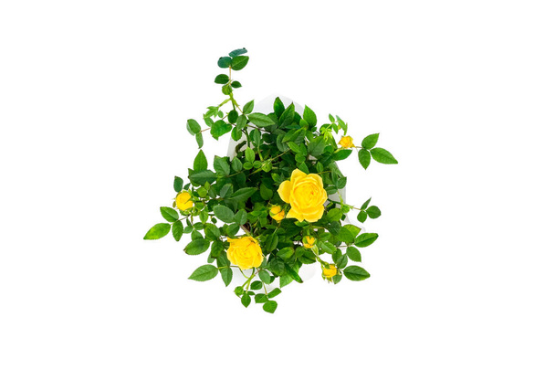 Horní pohled na krásné malé křoví žlutých růží v hrnci izolované na bílém pozadí. Domácí rostliny a zahradnické koncepce - Fotografie, Obrázek