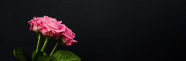 Zarte rosa Rosen duften isoliert auf dunklem Hintergrund. Trendiges Banner zum Valentinstag, Internationalen Frauentag oder Muttertag. - Foto, Bild