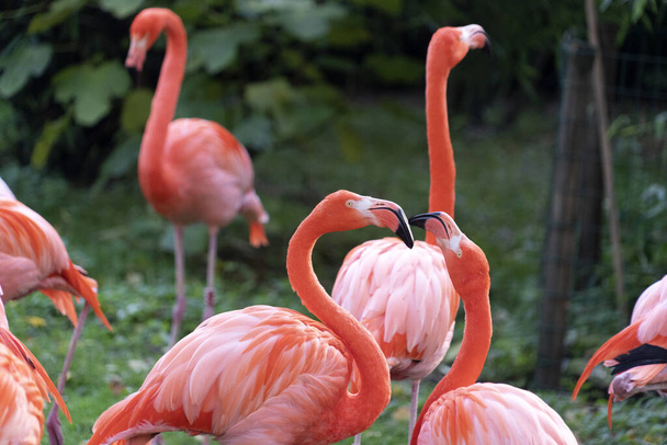 Pink flamingos perhe ryhmä vihreä ruoho - Valokuva, kuva