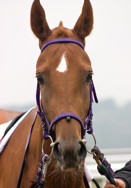 Portret konia akhal-teke. - Zdjęcie, obraz