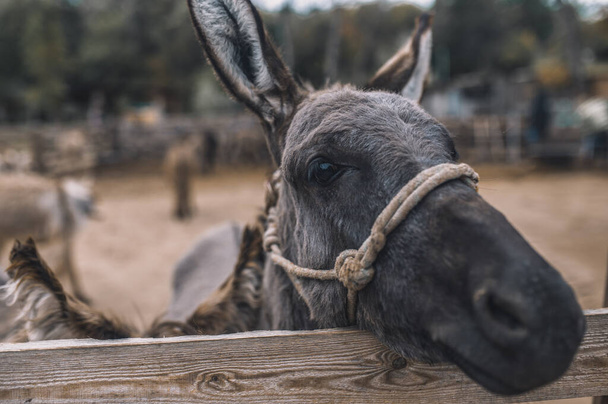 Cute donkeys at the cattle farm - Foto, Imagen