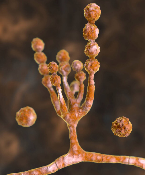 Fungo microscópico Scopulariopsis brevicaulis, ilustração 3D. Fungo que infecta unhas, causa infecções subcutâneas e invasivas, endocardite, sinusite, infecção disseminada - Foto, Imagem