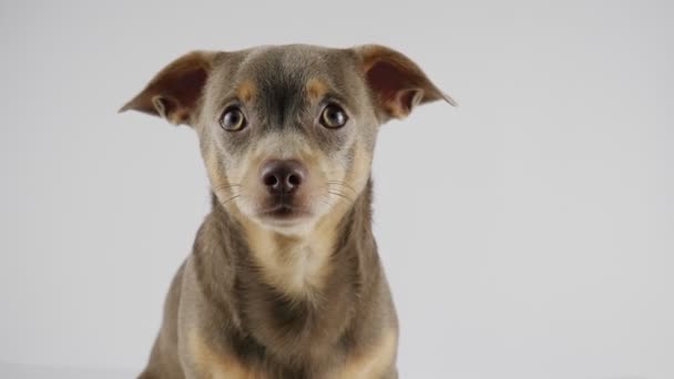 Portrait of a dog on a white background. The dog looks into the camera.  - Footage, Video