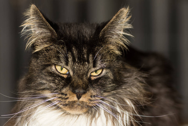 caro gatto procione del Maine guarda nella fotocamera con sfondo scuro - Foto, immagini