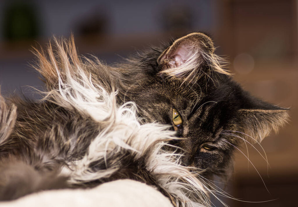 caro gatto procione del Maine con pelliccia strofinata dopo aver dormito vista da vicino - Foto, immagini
