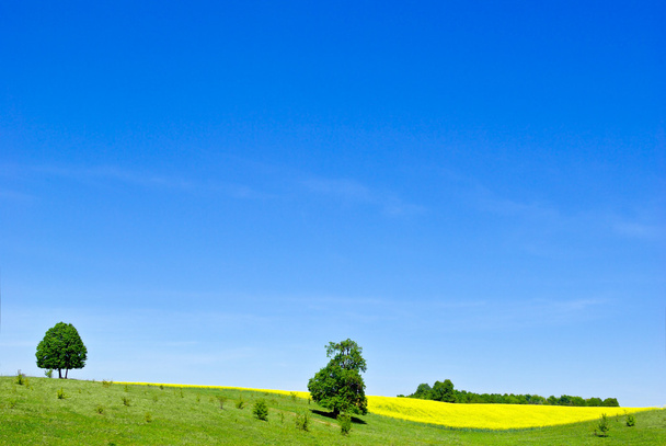 pastwiska, drzew, roślin rzepaku na tle błękitnego nieba - Zdjęcie, obraz