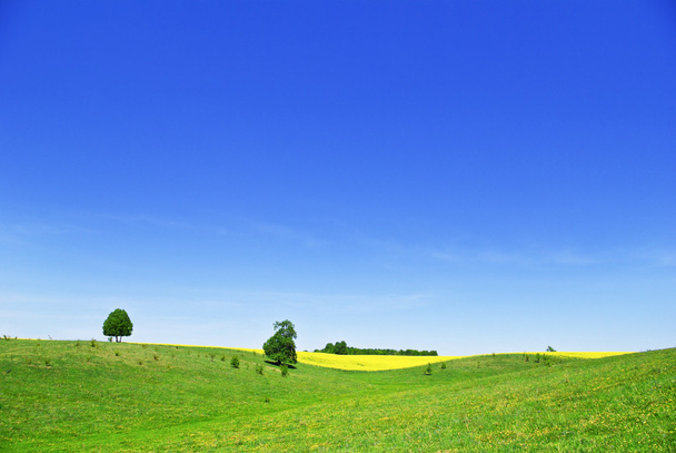Pasture,trees,canola crops on the background of the blue sky - Photo, Image