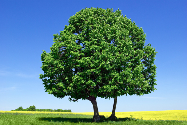 Árvore solitária no fundo do céu azul
 - Foto, Imagem