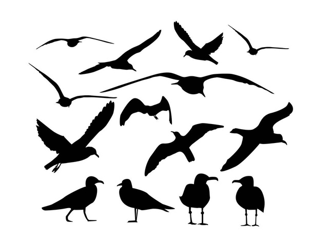 Conjunto de gaviotas marinas. Ilustración vectorial - Vector, imagen