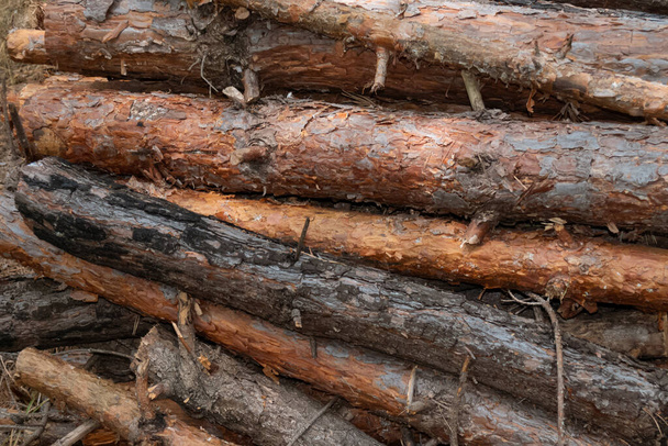 A pile of brown conifer logs, firewood - Fotoğraf, Görsel