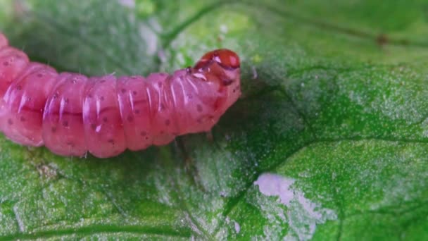 Macro shot of caterpillar. Pectinophora gossypiella. - Footage, Video