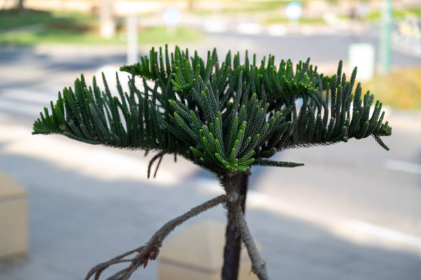 An evergreen tree seedling Araucaria heterophylla planted outdoors. It's also known as star pine, triangle tree or living Christmas tree, due to its symmetrical shape as a sapling. - Photo, Image