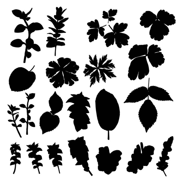 Leaf silhouette collection, foliage set. Domestic spring leaves, botanical illustration of hand drawing elements made of real live forest and home plants. Vector. - Vecteur, image